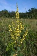 Verbascum chaixii